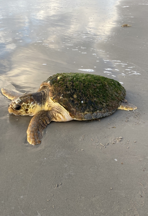 Stranded loggerhead sea turtle on Texas beach