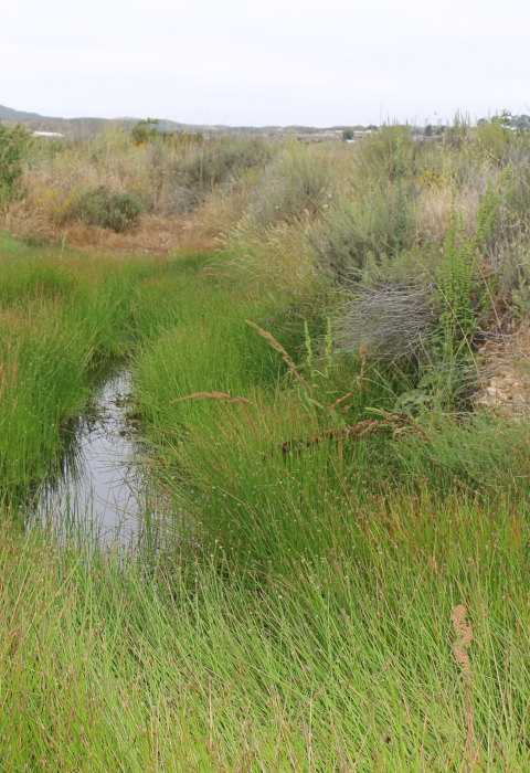 small pool of water with green brush on either side
