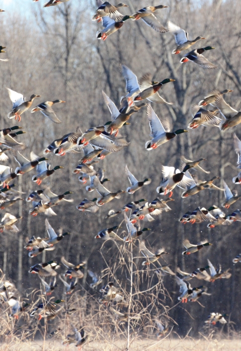 Mallards