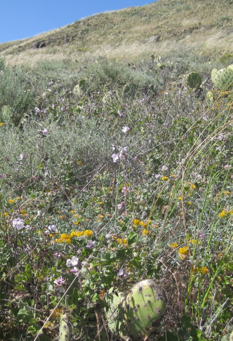 hilly field with wildflowers