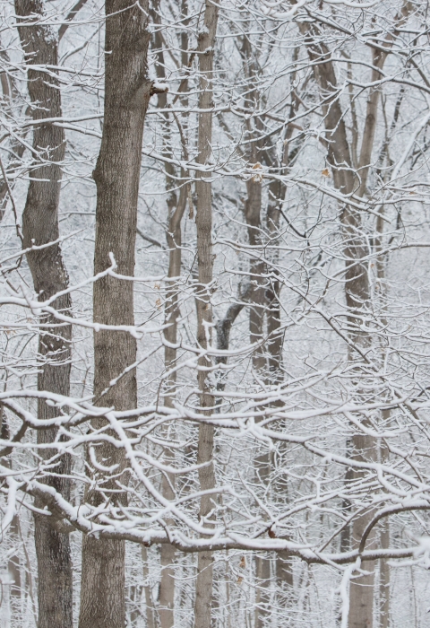 Snowy branches 