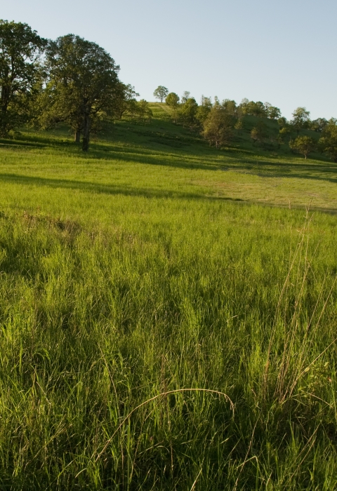 Looking across a prairie toward oak trees on a sunny day at William L. Finley National Wildlife Refuge