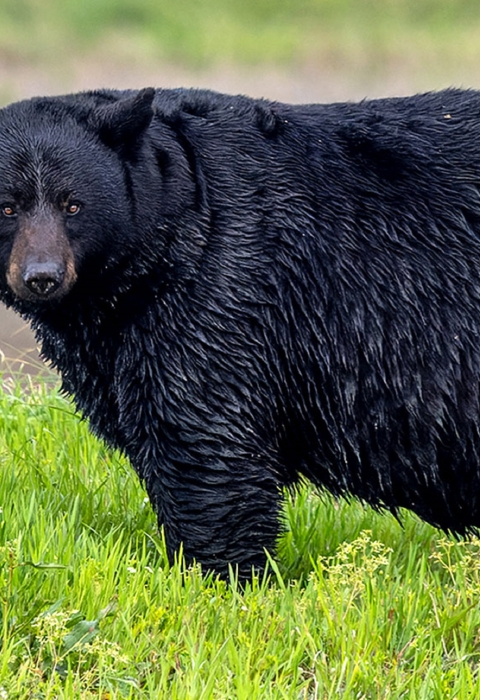 Large black bear standing in green grass