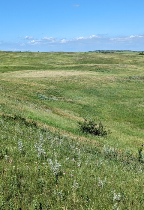 A lush, green grassland blanketing rolling hills under a blue sky