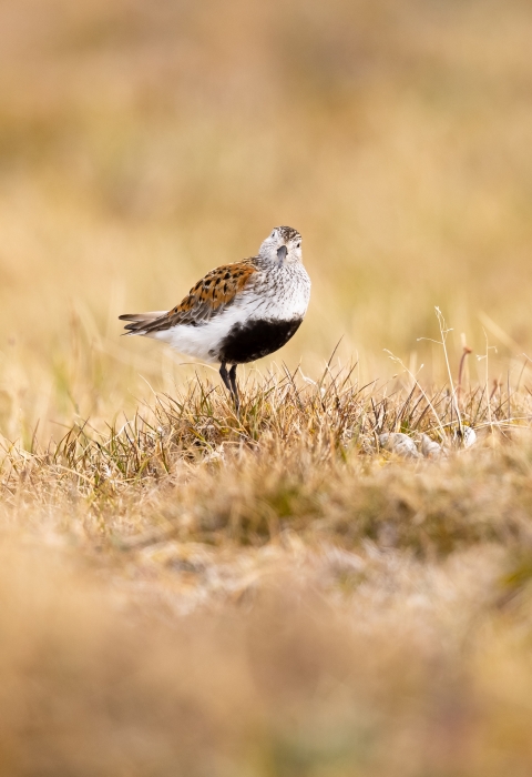 Bird with black belly and rufous wings stands on the grassy tundra looking at the camera
