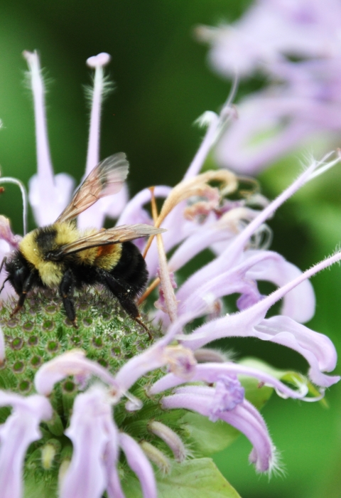 Rusty patched bumblebee on a bee balm plant (genus Monarda)