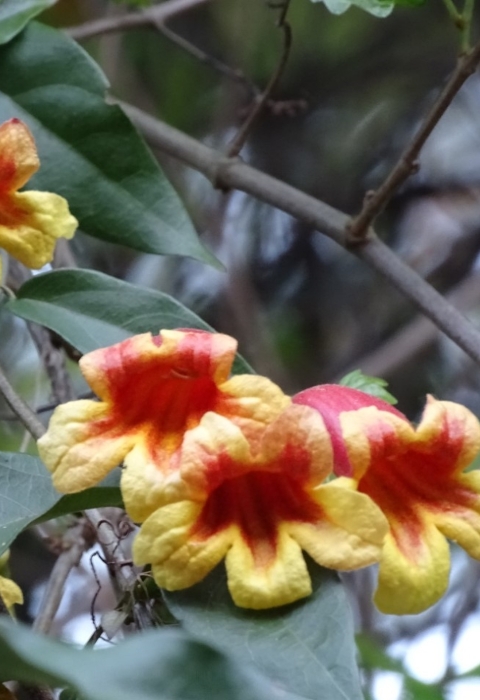 Yellow & red flowers on a brown woody vine