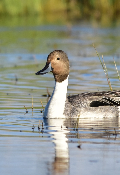 A long-necked duck with a brown head and a white neck and long tail feathers swims on a body of water.