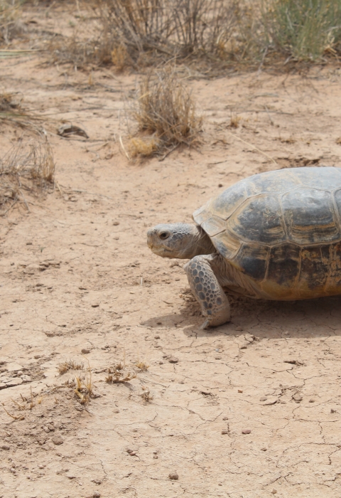 a desert tortoise