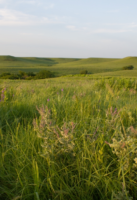 A rolling Flint Hills grassland ecosystem with native forbs and grasses