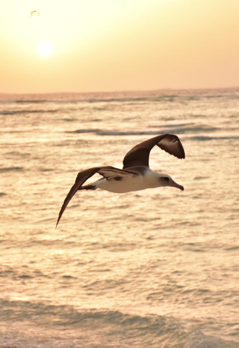 Laysan albatross flies above the coast during sunset
