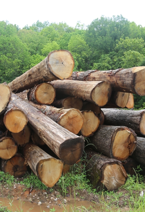 A large pile of fresh-cut timber lies in a field with green trees behind it