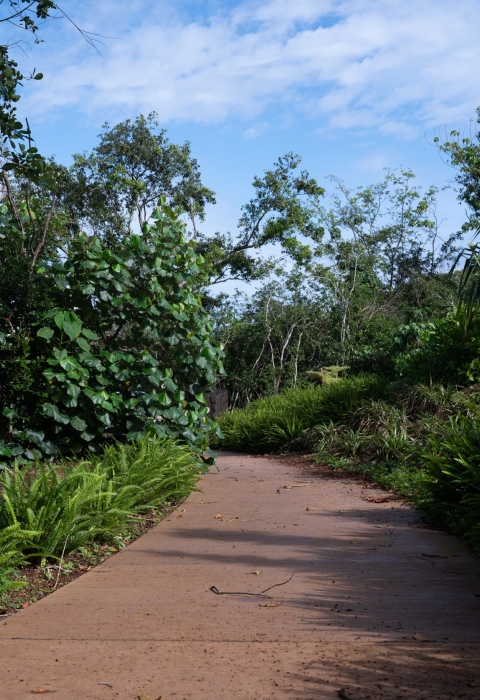 A paved trail is surrounded by a variety of green plants and trees on either side. It is partially cloudy with blue skys. 