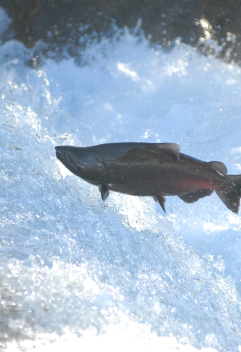 A large salmon with a red underbelly soars over the whites of rapid waters.