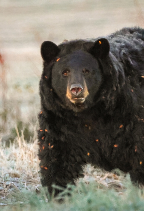 Large black bear walking on all fours through a green field. Extra furry coat is dotted with parts of brown weeds though which he had been walking.