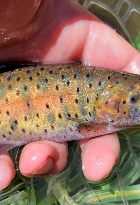 A yellow and green fish is held in hand within a net.
