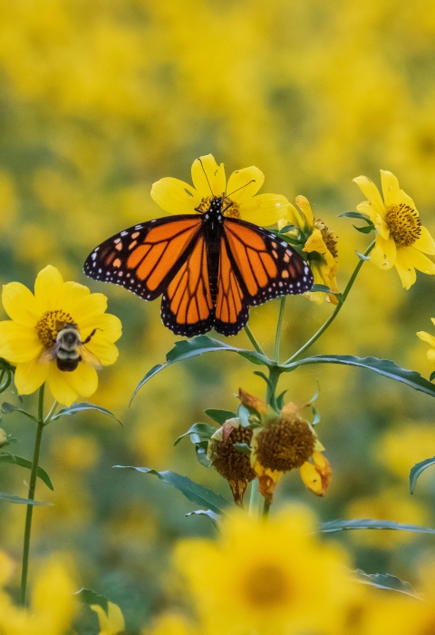 Monarch butterflies on nodding bur-marigold at Chautauqua National Wildlife Refuge 