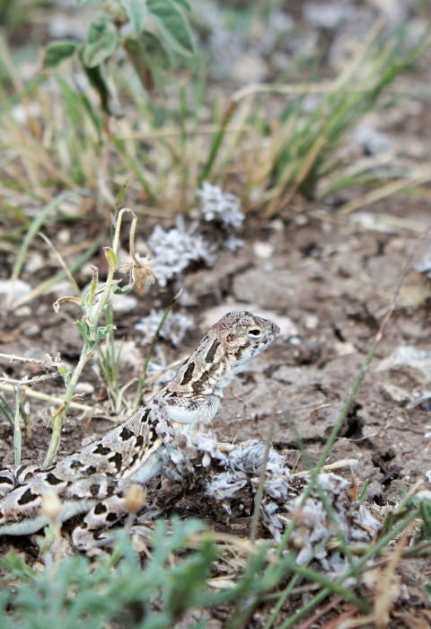 Brown and black spotted lizard in grassy area