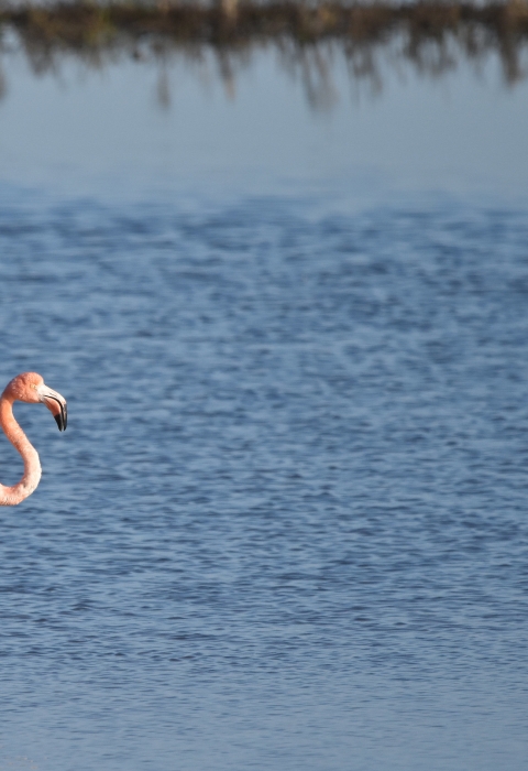 An American flamingo stands alone in a body of shallow water. The bird is light pink in color, with long legs and a long neck.