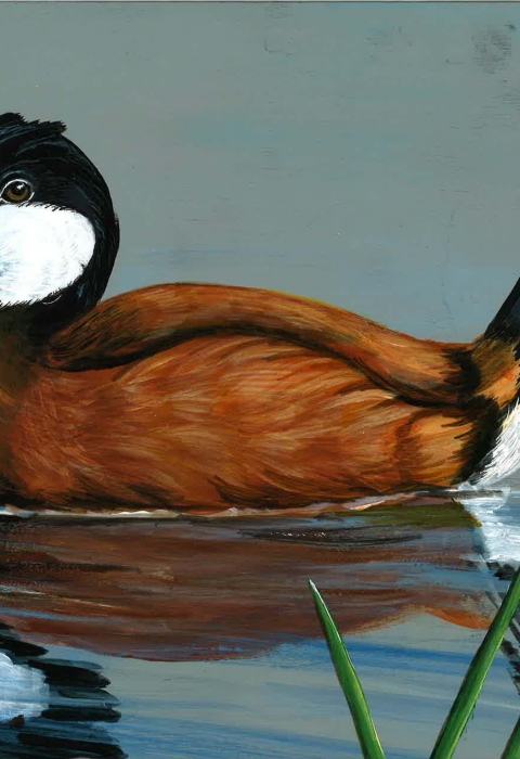 Acrylic painting of a Ruddy Duck by Chance Bertelsen titled Robby the Ruddy Duck for the Junior Duck Stamp contest.