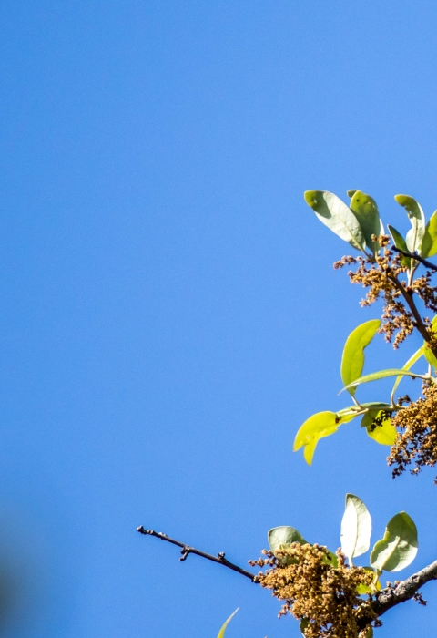 Golden-cheeked warbler