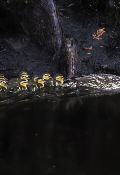 Female (mother) mallard (brown, black & white) leads 9 yellow/black & white) ducklings paddling down a canal