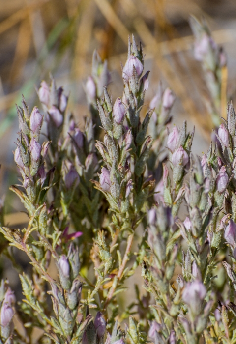 Image of a flowering bush with clusters of light pink flowers.
