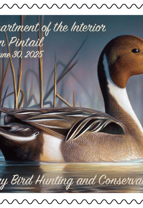 Watermarked 2024-2025 Federal Duck Stamp featuring a Northern Pintail