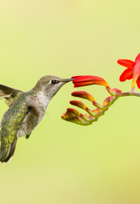 Anna's hummingbird sipping nectar from red flower