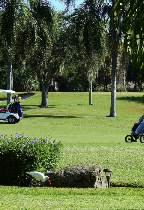 White ibis and great egret on the IMG Academy Golf Course with golfers in the background