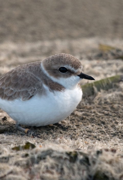 Snowy Plover