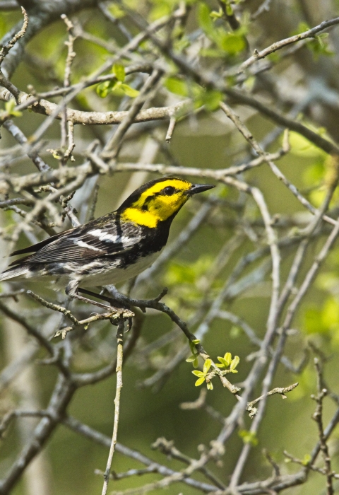 Golden-cheeked warbler at Guadalupe River State Park. Endangered/threatened species