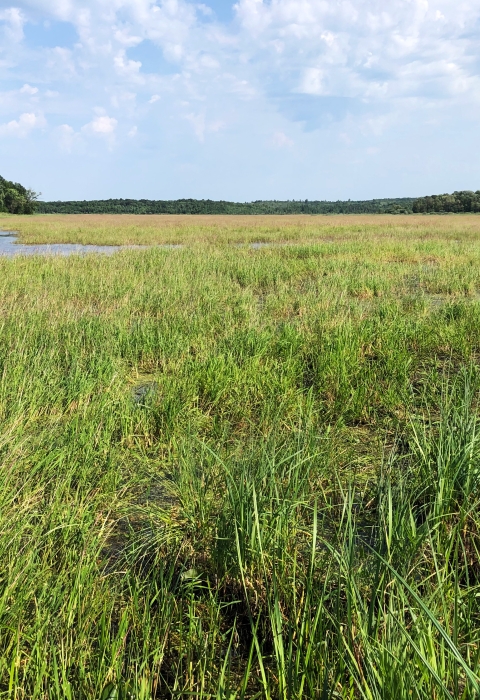 wild rice in a wetland with blue sky and white clouds