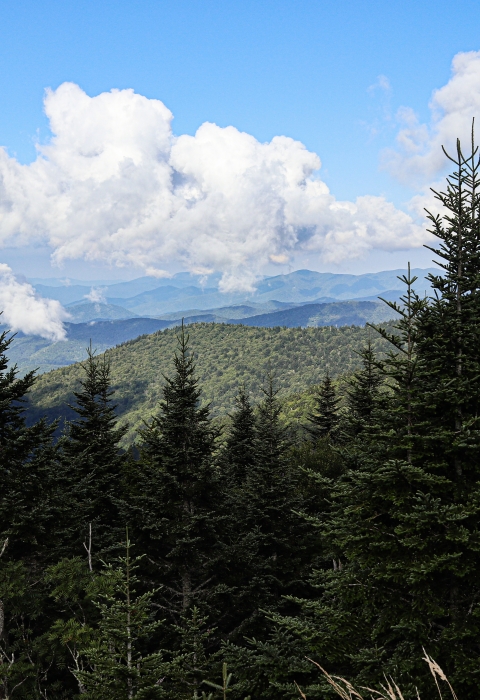Mountain view of rolling, forest-covered peaks