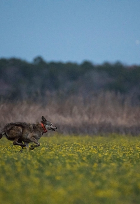 red wolf running through a field of yellow flowers