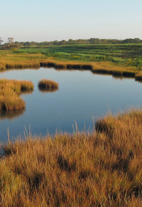 A salt panne in a marsh surrounded by vegetation