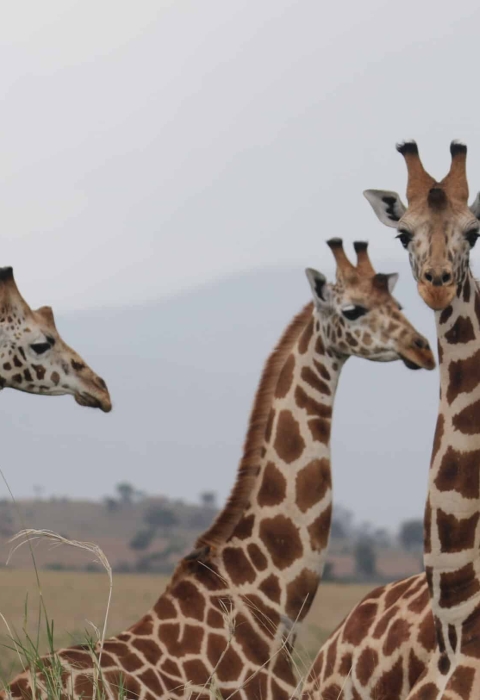 5 giraffes seen from neck up