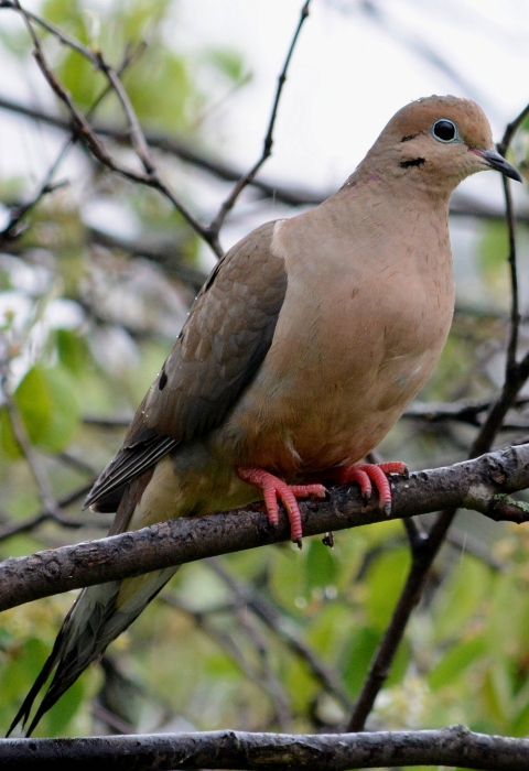 a mourning dove perched on a tree branch