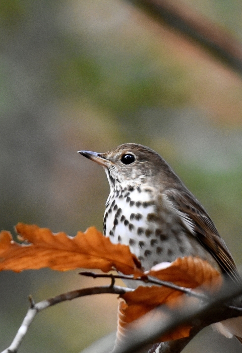 wood thrush in tree