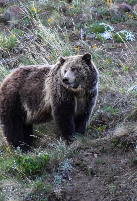 Grizzly bear standing on a slope