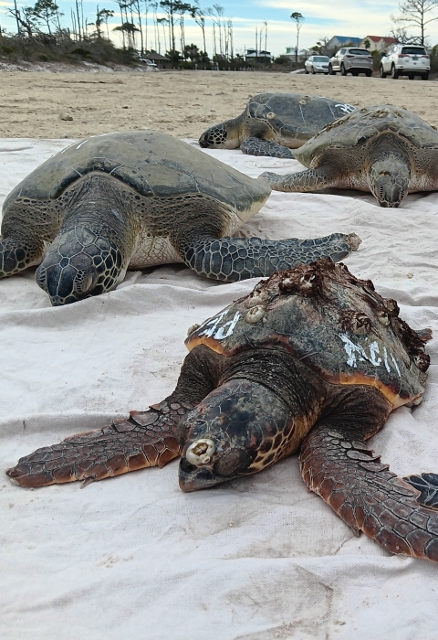 Green sea turtles laying on a white tarp waiting transport to the rehabilitation facility.