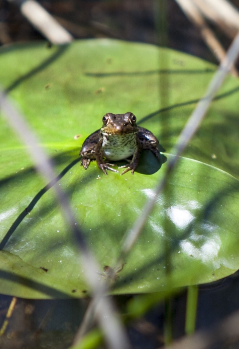 A frog rests on a lily pad in a wetland