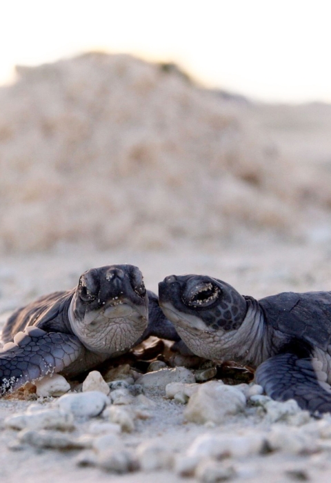 Two baby sea turtles are on together on the sand. They are dark in color with a light, tan underbelly.