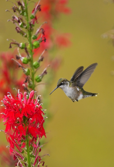 A ruby-throated hummingbird flies up to a bright red flower to investigate.