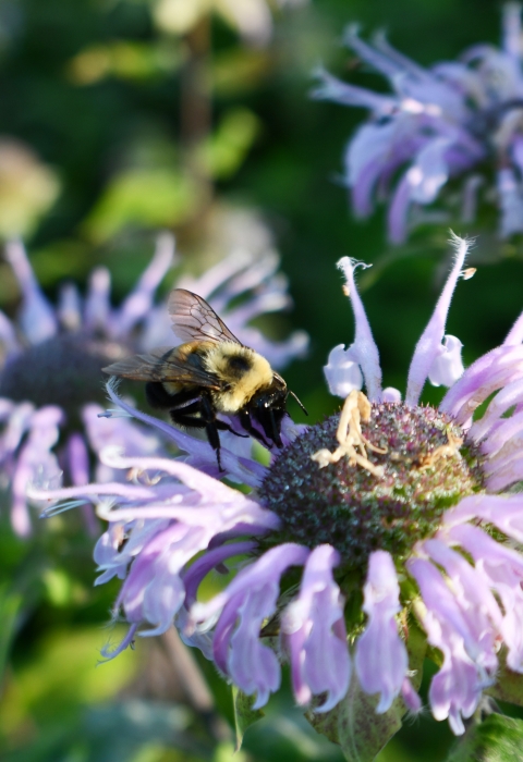 Rusty patched bumble bee on wild bergamot