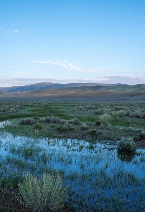 Wetland meadows with hills in the background at dawn. 