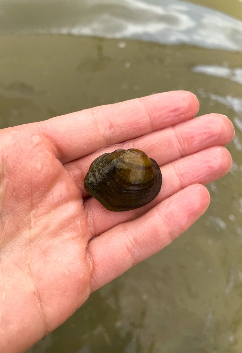 A hand holds a freshwater mussel that is about an inch wide.