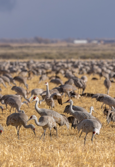 Many sandhill cranes standing in a grass field. 