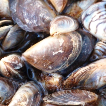 A couple dozen mussels with brown-black-and-white-striped shell together on the ground