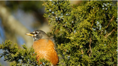 The RecAccess Robin